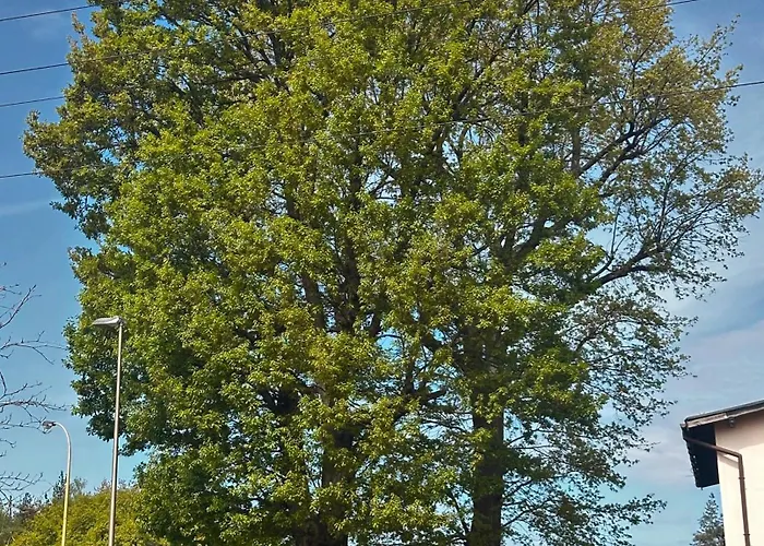 Pod Debami Homestay szállás *